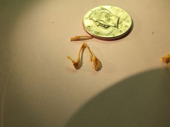 Media type: image;   Herpetology R-131521
